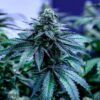 Seattle Blue Feminized Marijuana Seeds | Seattle Blue Strain | The Seed Fair