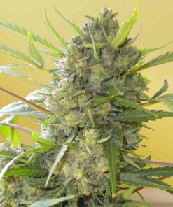 Serious Happiness Feminized Marijuana Seeds | Serious Happiness Strain | The Seed Fa