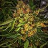 Sexxpot Feminized Marijuana Seeds | Sexxpot Feminized Strain | The Seed Fair