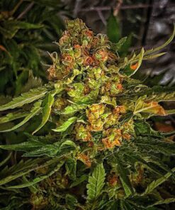 Sexxpot Feminized Marijuana Seeds | Sexxpot Feminized Strain | The Seed Fair