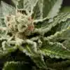 Shark Bite Feminized Marijuana Seeds | Shark Bite Strain | The Seed Fair
