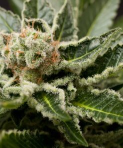 Shark Bite Feminized Marijuana Seeds | Shark Bite Strain | The Seed Fair