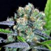 Shark Shock Feminized Marijuana Seeds | Shark Shock Strain | The Seed Fair