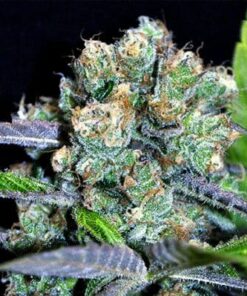 Shark Shock Feminized Marijuana Seeds | Shark Shock Strain | The Seed Fair