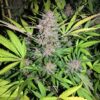 Shiva Skunk Feminized Marijuana Seeds | Shiva Skunk Strain | The Seed Fair