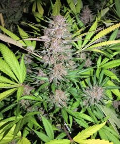 Shiva Skunk Feminized Marijuana Seeds | Shiva Skunk Strain | The Seed Fair