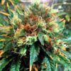 Sierra Mist Feminized Marijuana Seeds | Sierra Mist Strain | The Seed Fair