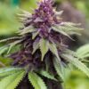 Sirius Black Feminized Marijuana Seeds | Sirius Black Strain | The Seed Fair