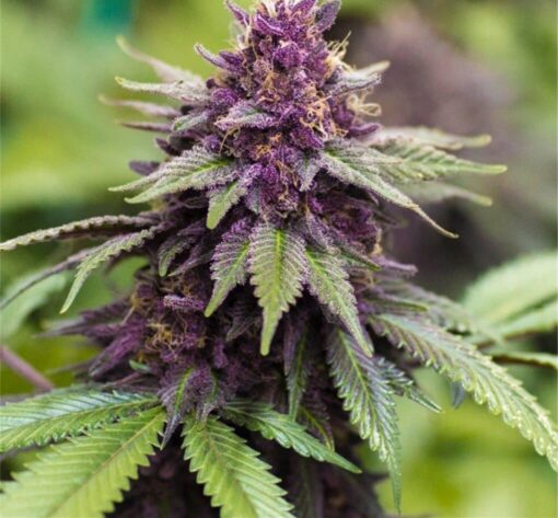 Sirius Black Feminized Marijuana Seeds | Sirius Black Strain | The Seed Fair