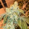 Snoop Dogg OG Feminized Marijuana Seeds | Snoop Dogg Strain | The Seed Fair