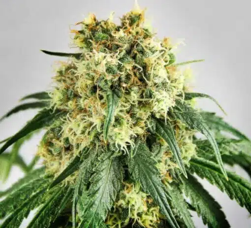 Snowcap Dream Feminized Marijuana Seeds | Snowcap Dream Strain | The Seed Fair