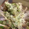 Somango Feminized Marijuana Seeds | Somango Feminized Strain | The Seed Fair