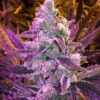 Space Queen Feminized Marijuana Seeds | Space Queen Strain | The Seed Fair