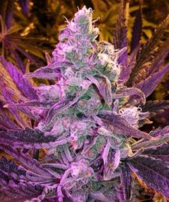 Space Queen Feminized Marijuana Seeds | Space Queen Strain | The Seed Fair