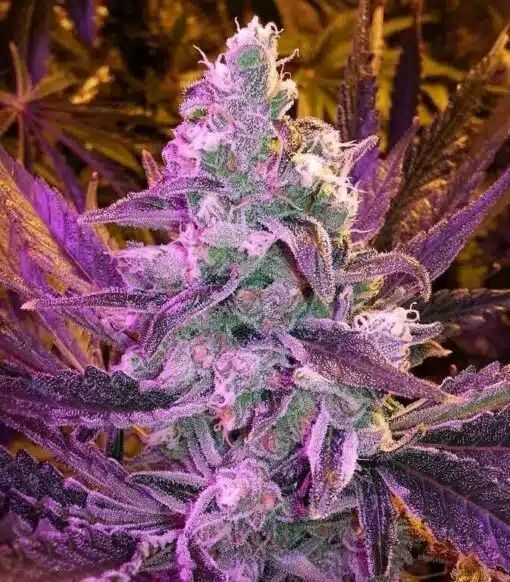 Space Queen Feminized Marijuana Seeds | Space Queen Strain | The Seed Fair