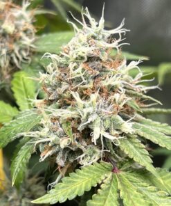 Special Reserve Black Lime Feminized Marijuana Seeds | Special Reserve | The Seed Fair