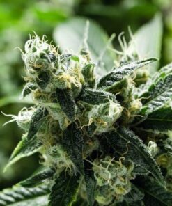 Strawberry Lemonade Feminized Marijuana Seeds | Strawberry Lemonade | The Seed Fair