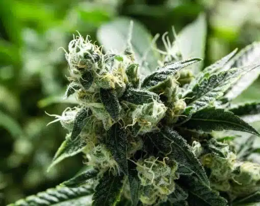 Strawberry Lemonade Feminized Marijuana Seeds | Strawberry Lemonade | The Seed Fair