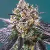 Strawberry Banana Feminized Marijuana Seeds | Strawberry Banana | The Seed Fair