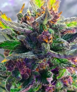 Strawberry Milkshake Feminized Marijuana Seeds | Strawberry Milkshake Strain | The Seed Fair