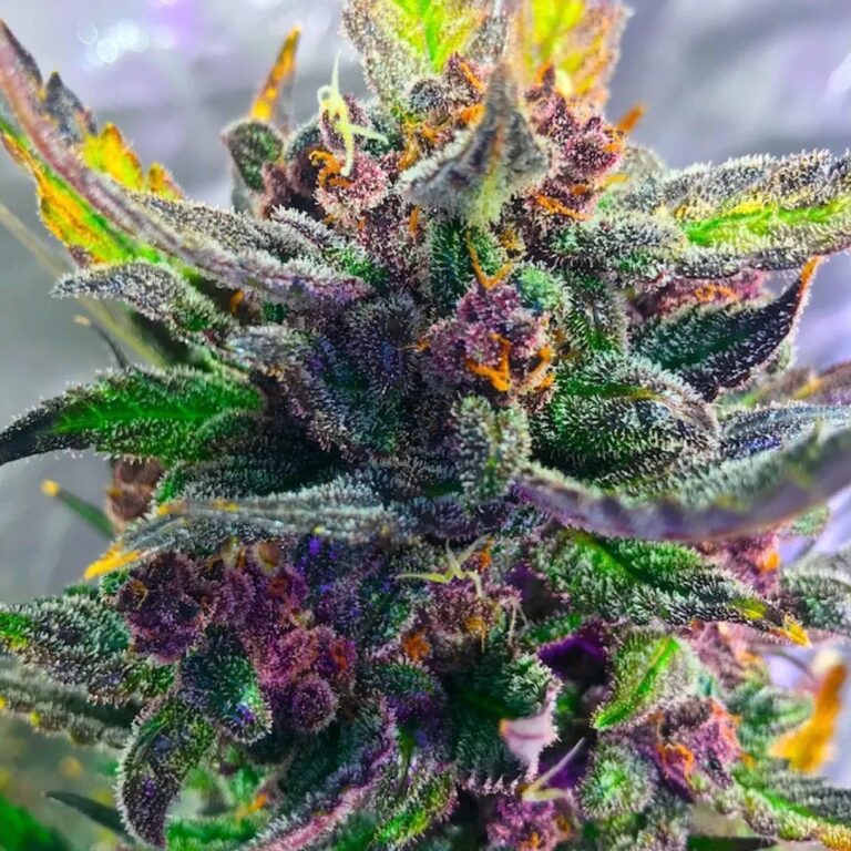 Strawberry Milkshake Feminized Seeds The Seed Fair