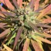 Sugar Cookie Feminized Marijuana Seeds | Sugar Cookie Strain | The Seed Fair