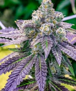 Sundae Driver Feminized Marijuana Seeds | Sundae Driver Strain | The Seed Fair