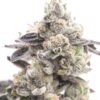 Sugar Shack Feminized Marijuana Seeds | Sugar Shack Strain | The Seed Fair