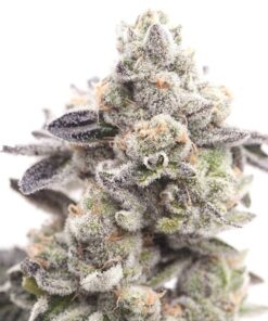 Sugar Shack Feminized Marijuana Seeds | Sugar Shack Strain | The Seed Fair