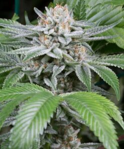 Sweet Deep Grapefruit Feminized Marijuana Seeds | Sweet Deep Strain | The Seed Fair