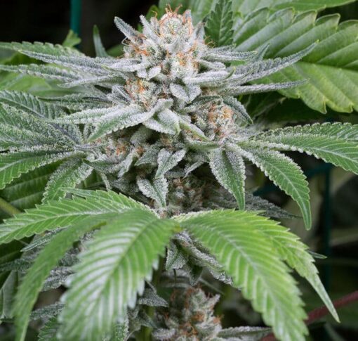 Sweet Deep Grapefruit Feminized Marijuana Seeds | Sweet Deep Strain | The Seed Fair