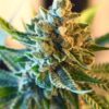 Sweet Lafayette Feminized Marijuana Seeds | Sweet Lafayette Strain | The Seed Fair