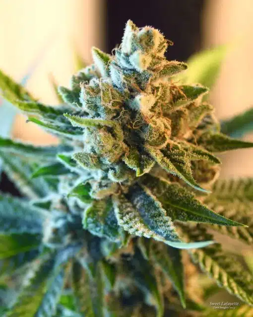 Sweet Lafayette Feminized Marijuana Seeds | Sweet Lafayette Strain | The Seed Fair