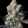 Tahoe Hydro OG Feminized Marijuana Seeds | Tahoe Hydro Strain | The Seed Fair