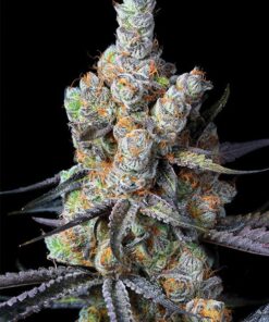 Tahoe Hydro OG Feminized Marijuana Seeds | Tahoe Hydro Strain | The Seed Fair