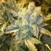 Tangerine Power Feminized Marijuana Seeds | Tangerine Power Strain | The Seed Fair