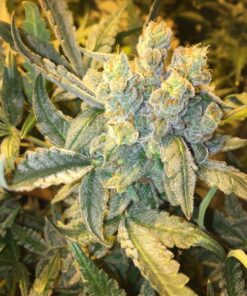 Tangerine Power Feminized Marijuana Seeds | Tangerine Power Strain | The Seed Fair