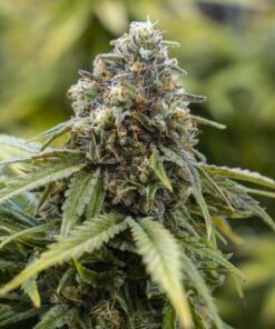 Tangilope Feminized Marijuana Seeds | Tangilope Feminized Strain | The Seed Fair