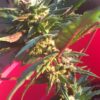 Trash Feminized Marijuana Seeds | Trash Feminized Seeds | The Seed Fair