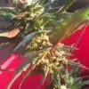Trash Feminized Marijuana Seeds | Trash Feminized Seeds | The Seed Fair