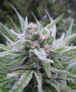 Tree of Life Feminized Marijuana Seeds | Tree Of Life Strain | The Seed Fair