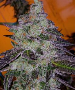 Tropic Thunder Feminized Marijuana Seeds | Tropic Thunder Strain | The Seed Fair