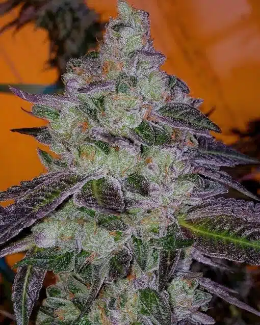 Tropic Thunder Feminized Marijuana Seeds | Tropic Thunder Strain | The Seed Fair