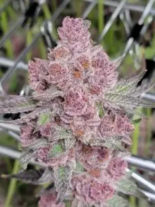 Tropicana Cherry Feminized Cannabis Seeds | Tropicana Cherry Strain | The Seed Fair | The Seed Fair Tropicana Cherry Feminized Cannabis Seeds | Tropicana Cherry Strain | The Seed Fair