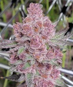 Tropicana Cherry Feminized Cannabis Seeds | Tropicana Cherry Strain | The Seed Fair