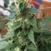 Tutankhamon Feminized Marijuana Seeds | Tutankhamon Feminized Strain | The Seed Fair