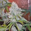 Vader OG Feminized Marijuana Seeds | Vader OG Strain | The Seed Fair