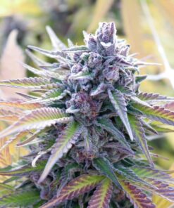 Venom OG Feminized Marijuana Seeds | Venom OG Strain | The Seed Fair