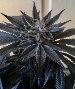 Vietnamese Black Feminized Cannabis Seeds | Vietnamese Black Strain | The Seed Fair