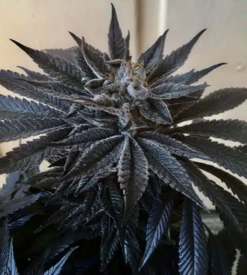 Vietnamese Black Feminized Cannabis Seeds | Vietnamese Black Strain | The Seed Fair